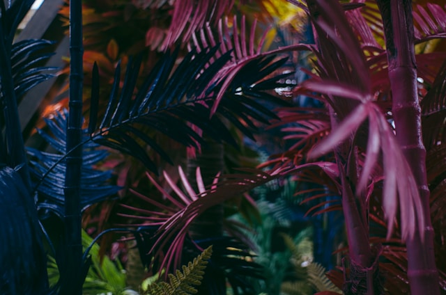 Tropic Beach Wear